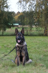 Branka, Deutscher Schäferhund